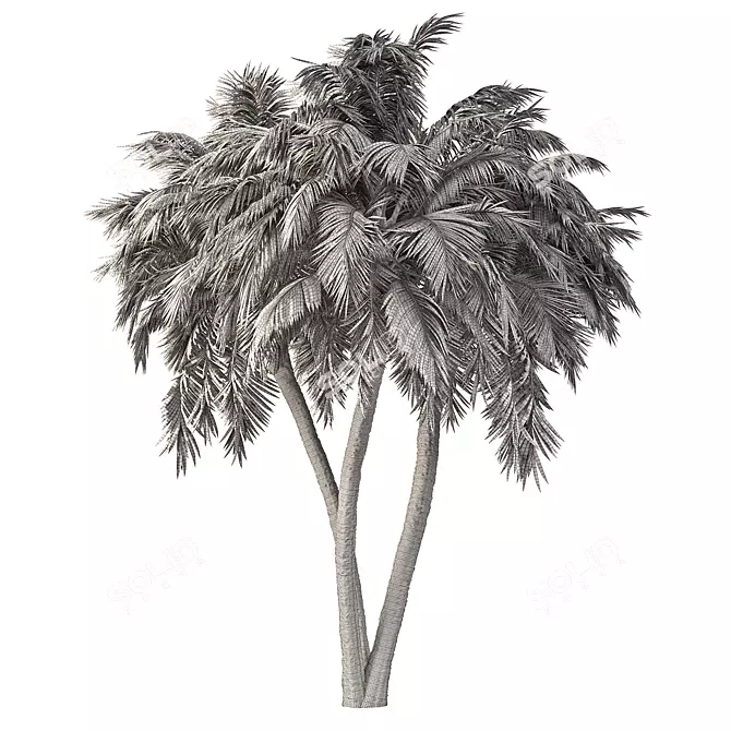 Tropical Palm Tree 3D Model 3D model image 5