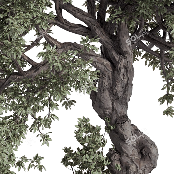 Vintage Olive Tree Patio Decor 3D model image 5