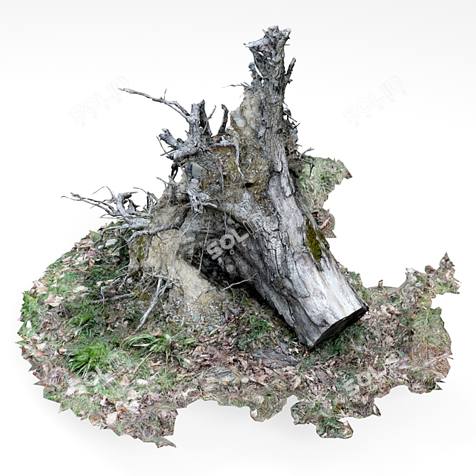 Vintage Tree Stump 3D model image 2