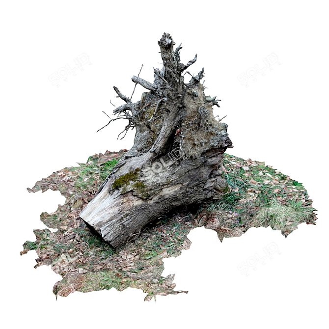 Vintage Tree Stump 3D model image 6