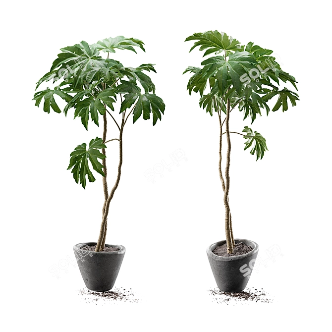 Potted Tetrapanax Papyrifer Shrub 3D model image 1