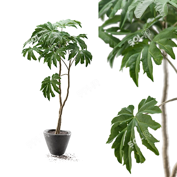 Potted Tetrapanax Papyrifer Shrub 3D model image 2