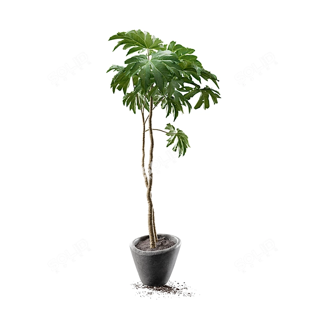 Potted Tetrapanax Papyrifer Shrub 3D model image 3