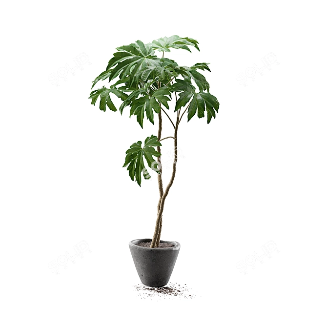 Potted Tetrapanax Papyrifer Shrub 3D model image 4