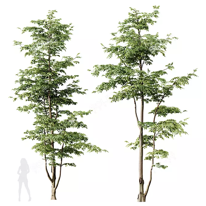 European Hornbeam Tree 3D Models 3D model image 1