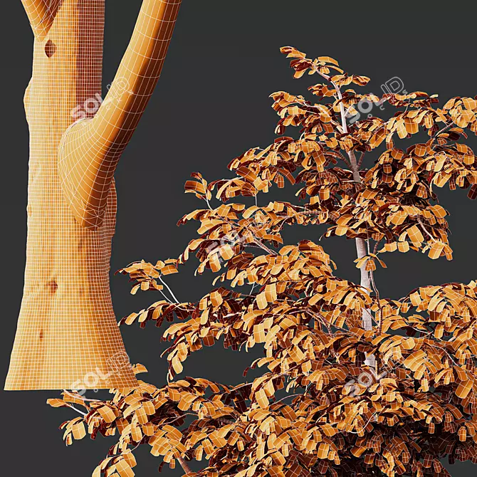 European Hornbeam Tree 3D Models 3D model image 4