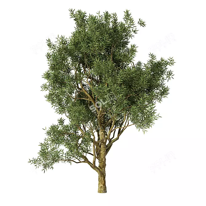 Exotic Acacia Tree Model 3 3D model image 2