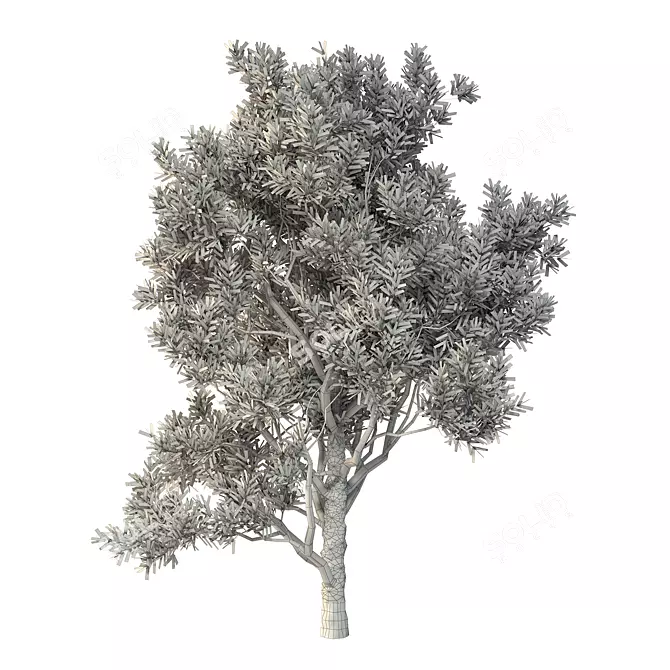 Exotic Acacia Tree Model 3 3D model image 5