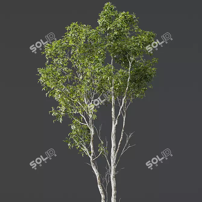 Premium Castanea Sativa 3D Models 3D model image 2