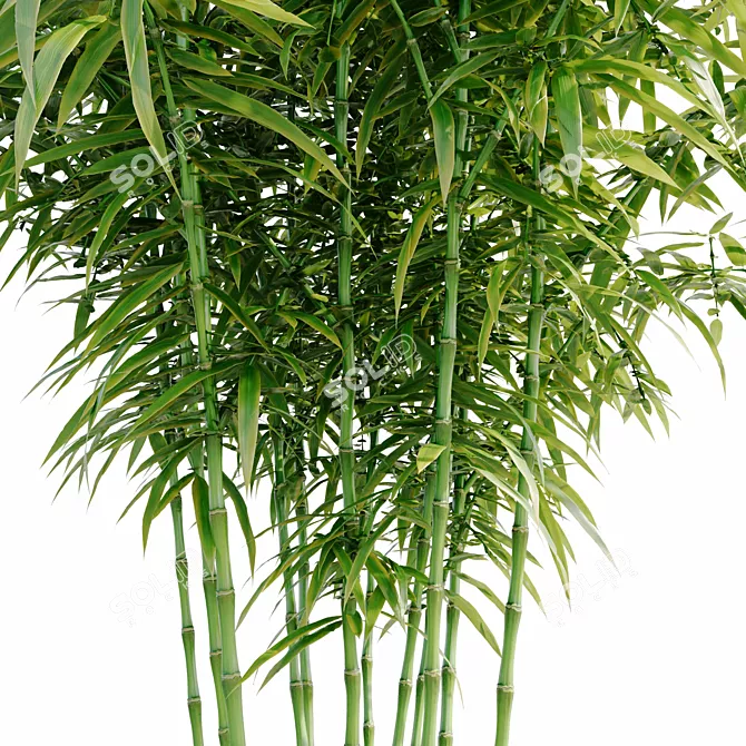 Bamboo Bush 3D Model HQ 3D model image 2