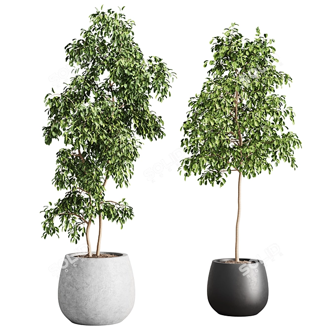 Modern Indoor Plants Set 012 3D model image 1