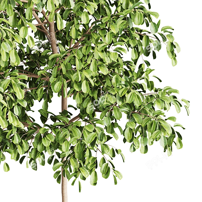 Modern Indoor Plants Set 012 3D model image 2