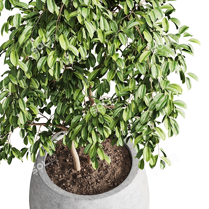 Modern Indoor Plants Set 012 3D model image 3