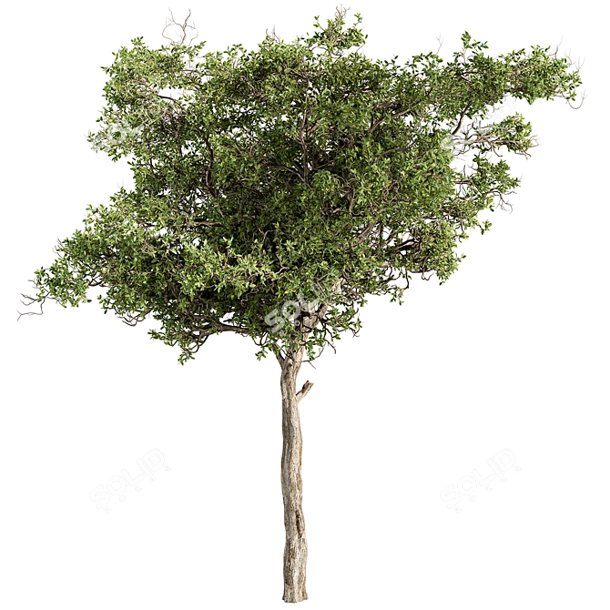 Alpine Laurel Tree Set 208 3D model image 1