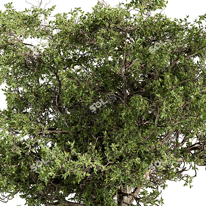 Alpine Laurel Tree Set 208 3D model image 2