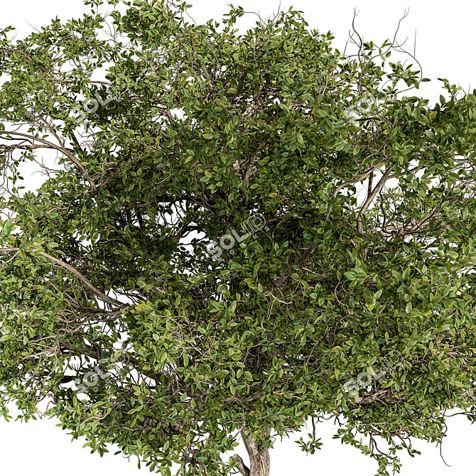 Alpine Laurel Tree Set 208 3D model image 3