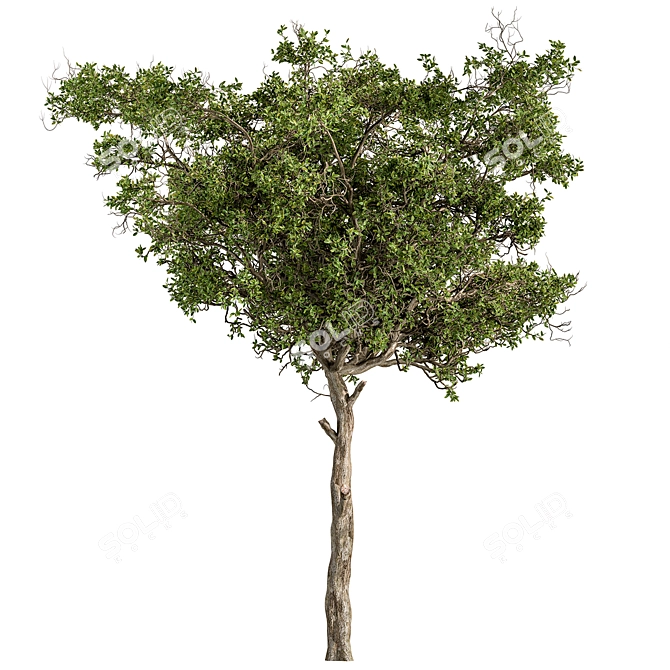 Alpine Laurel Tree Set 208 3D model image 4