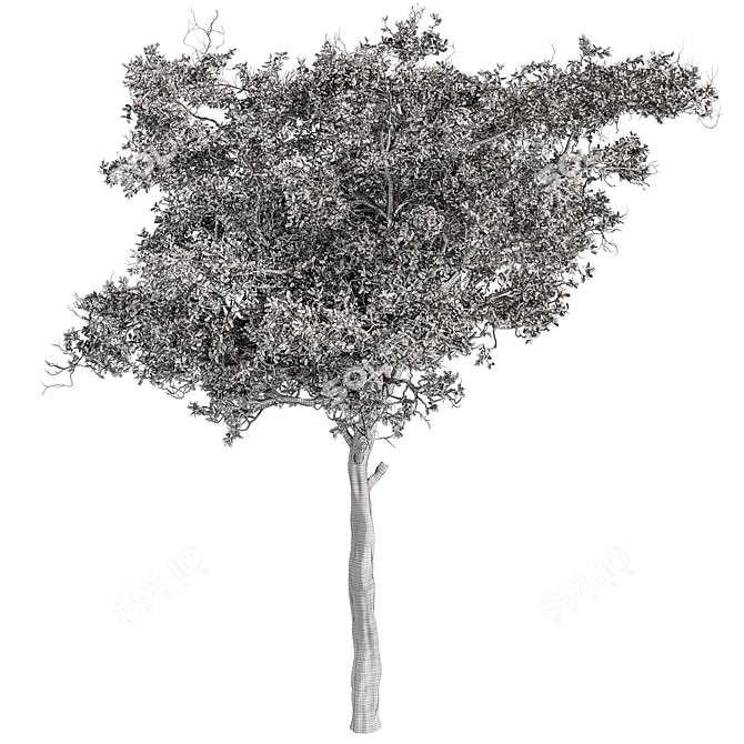 Alpine Laurel Tree Set 208 3D model image 5