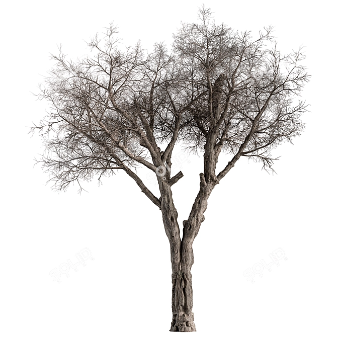 Dried Baobab Tree Set 215 3D model image 2
