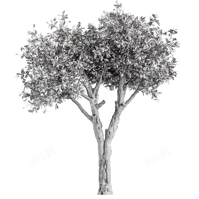 Dried Baobab Tree Set 215 3D model image 4