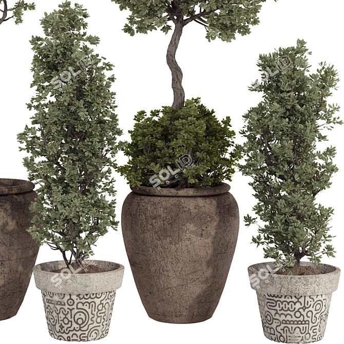 Bohemian Olive Bonsai Bush Pottery 3D model image 3