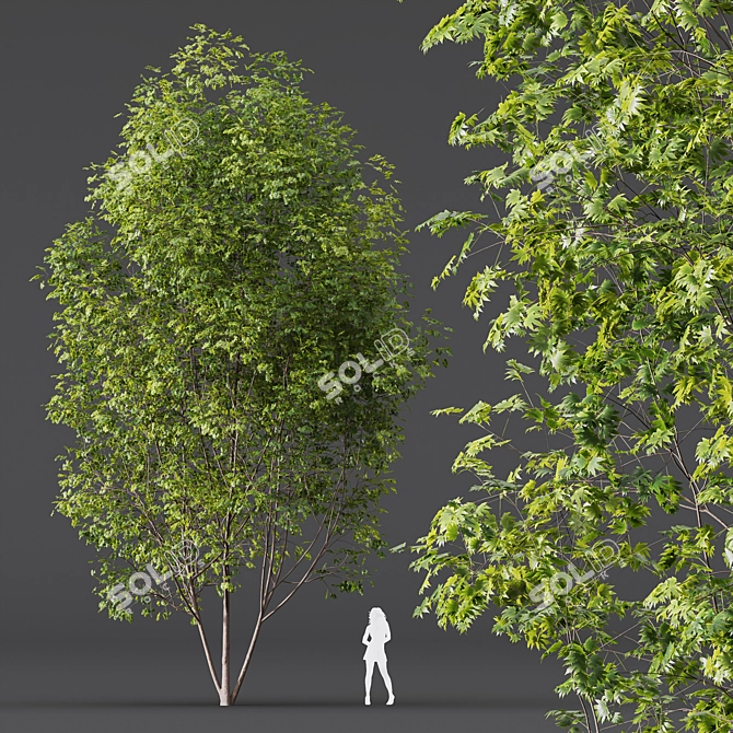 Modern Acer Saccharinum 3D Models 3D model image 2