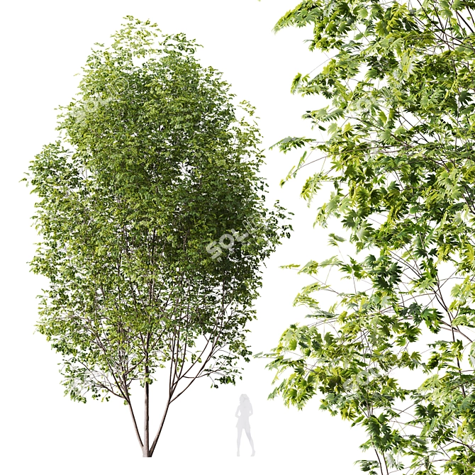 Modern Acer Saccharinum 3D Models 3D model image 4