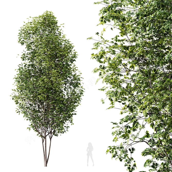 Modern Acer Saccharinum 3D Models 3D model image 5