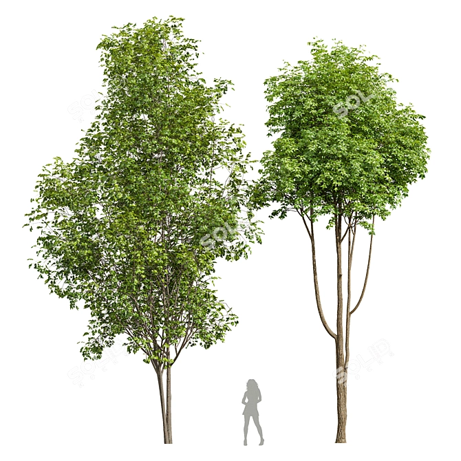  Dual Tree 3D Models Bundle 3D model image 1