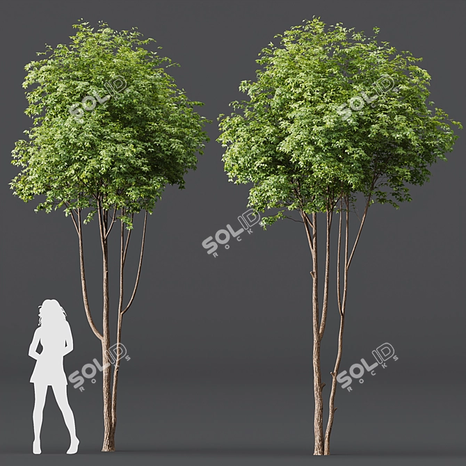  Dual Tree 3D Models Bundle 3D model image 3