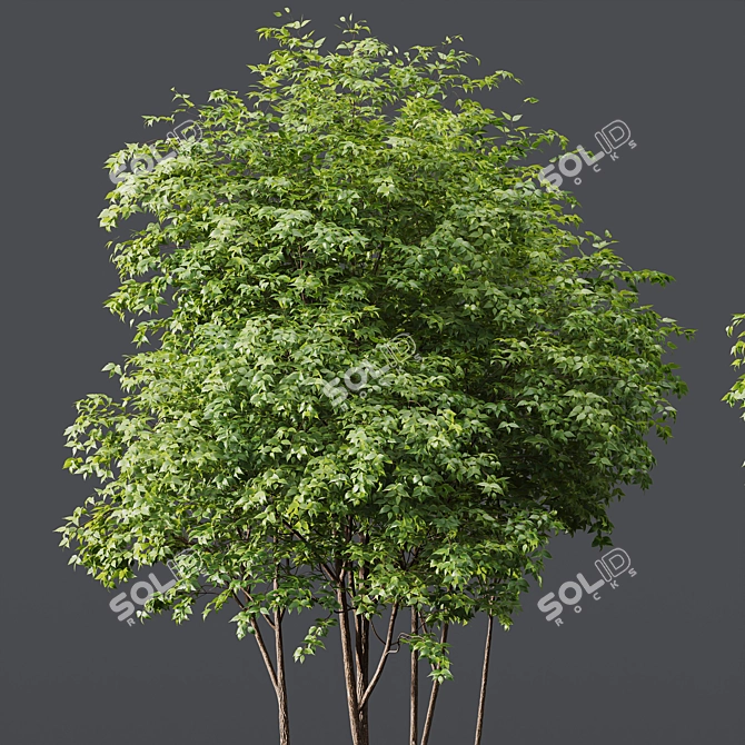  Dual Tree 3D Models Bundle 3D model image 4