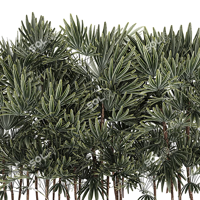 Modern White Plant Collection with Rhapis Palm 3D model image 3