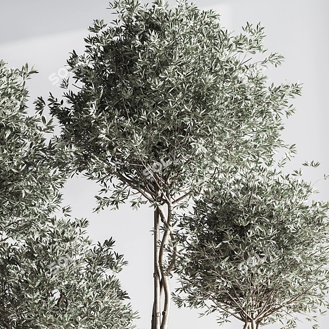 Modern Urban Indoor Plant Set 3D model image 5