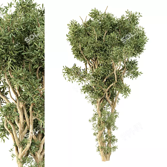 Marsh Tea Tree 3D Model 3D model image 1