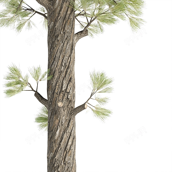 High-Quality Pine Trees Collection 3D model image 2