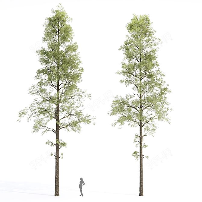 High-Quality Pine Trees Collection 3D model image 4