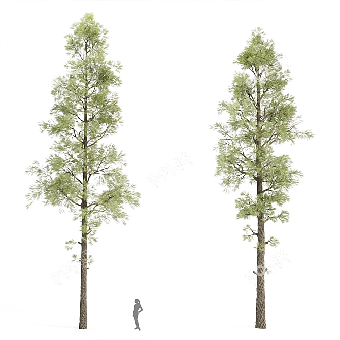 High-Quality Pine Trees Collection 3D model image 5