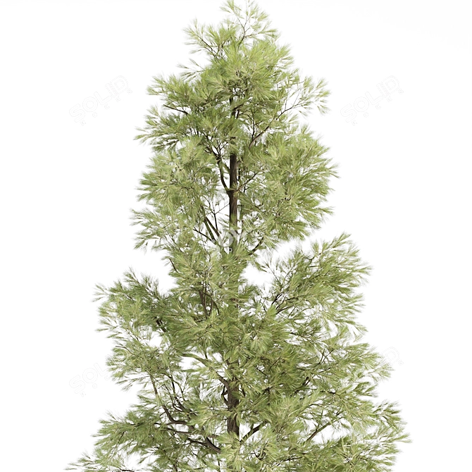 High-Quality Pine Trees Collection 3D model image 6