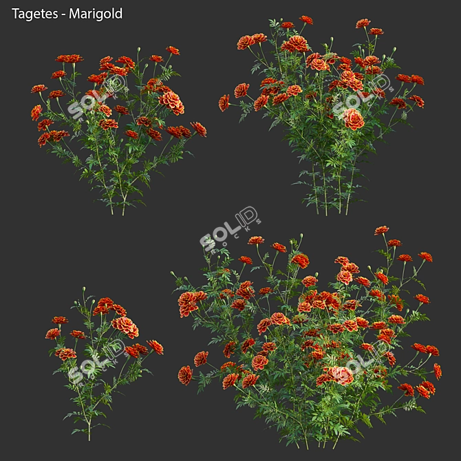 3D Marigold Plant Models - PBR Ready 3D model image 1