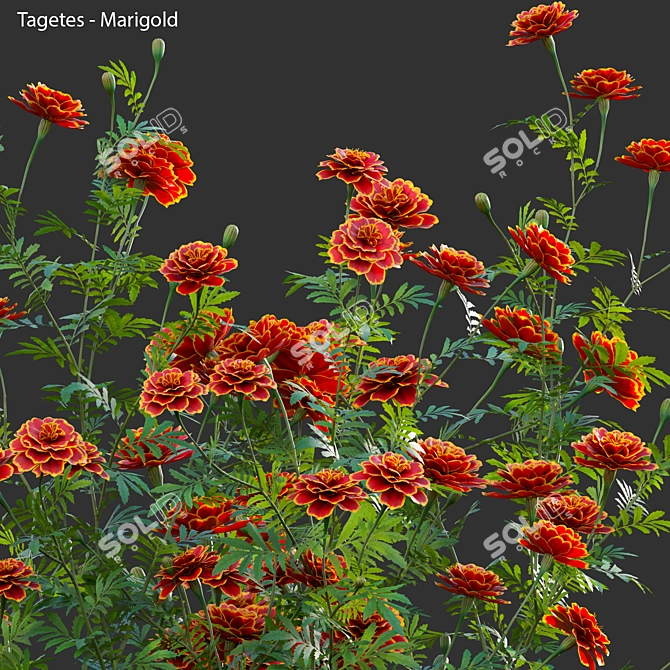 3D Marigold Plant Models - PBR Ready 3D model image 2