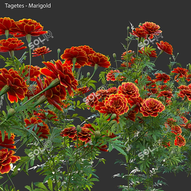 3D Marigold Plant Models - PBR Ready 3D model image 3