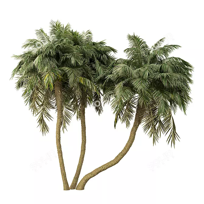 Exotic Palm Tree 3D Model 3D model image 1