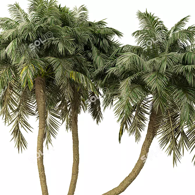 Exotic Palm Tree 3D Model 3D model image 3