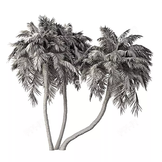 Exotic Palm Tree 3D Model 3D model image 5