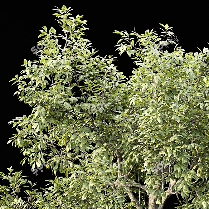 PBR Tree Landscape Asset Vol.229 3D model image 2