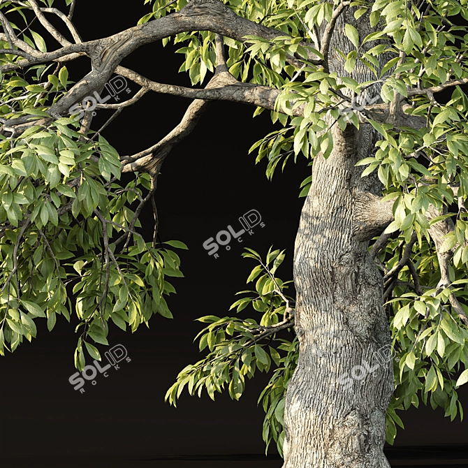 PBR Tree Landscape Asset Vol.229 3D model image 3