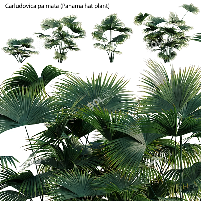 Complete 3D Plant Models Collection 3D model image 1