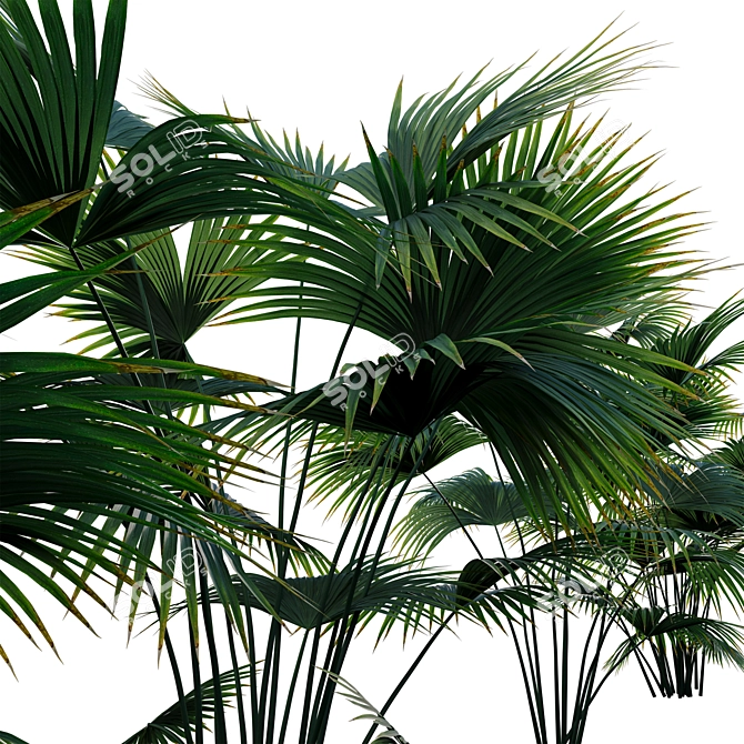 Complete 3D Plant Models Collection 3D model image 3