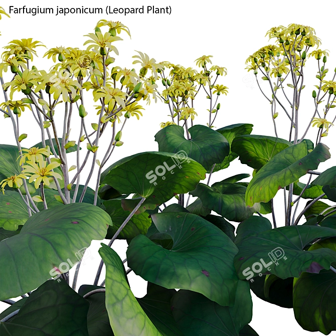 Variegated 3D Plant Models Pack 3D model image 4