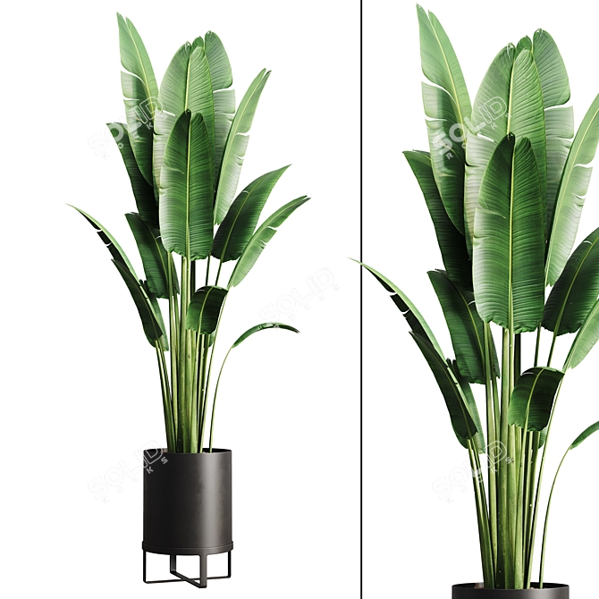 Tropical Indoor Banana Plant 3D model image 1